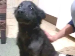 Cachorro raça Não definida idade 2 a 6 meses nome Sem Nome