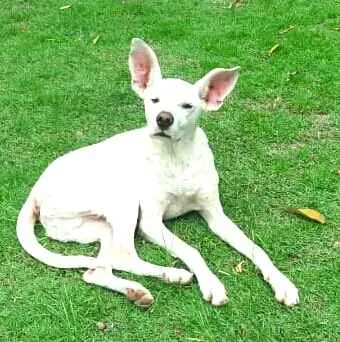 Cachorro raça  idade 2 anos nome Logan 