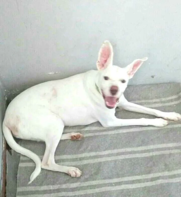 Cachorro raça  idade 2 anos nome Logan 