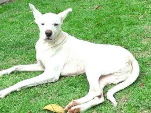 Cachorro raça  idade 2 anos nome Logan 