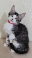 Gato raça Srd idade 2 a 6 meses nome Peter