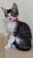 Gato raça Srd idade 2 a 6 meses nome Peter