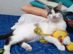 Gato raça felino idade 1 ano nome Coquinha