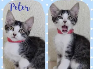 Gato raça Srd idade 2 a 6 meses nome Peter