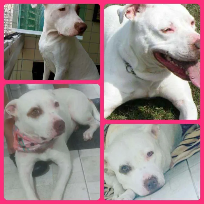 Cachorro ra a Pitbull  idade 2 anos nome Manu