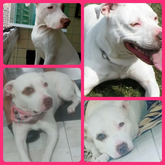 Cachorro ra a Pitbull  idade 2 anos nome Manu