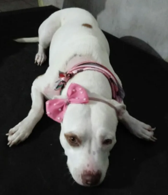 Cachorro ra a Pitbull  idade 2 anos nome Manu