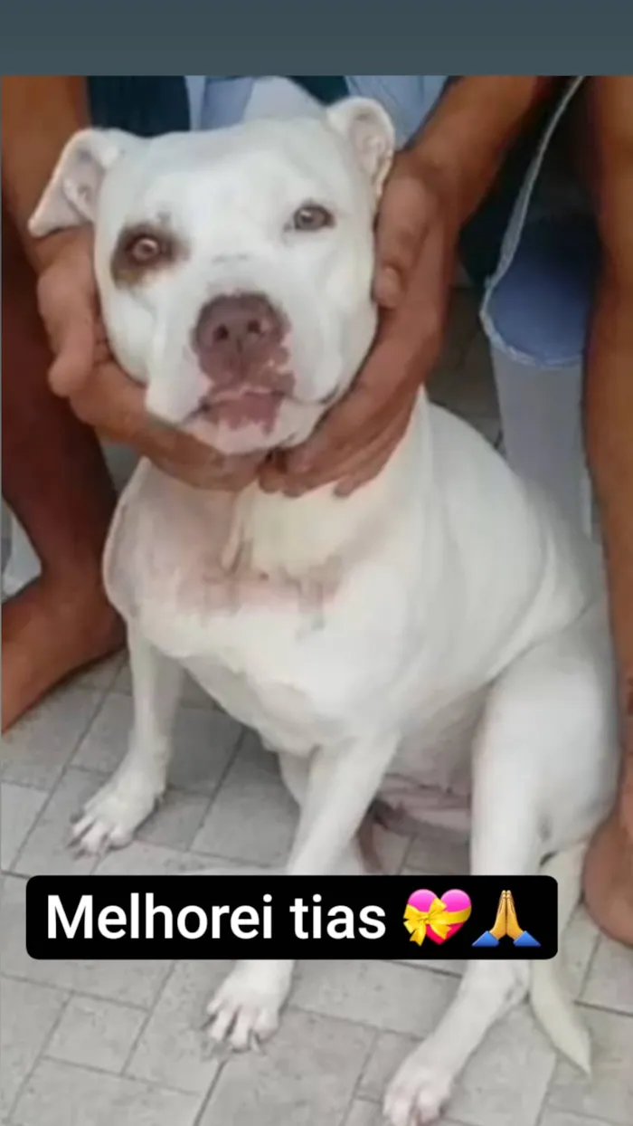 Cachorro ra a Pitbull  idade 2 anos nome Manu