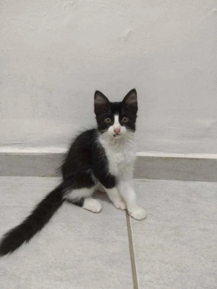 Gato raça SRD idade Abaixo de 2 meses nome Boleto