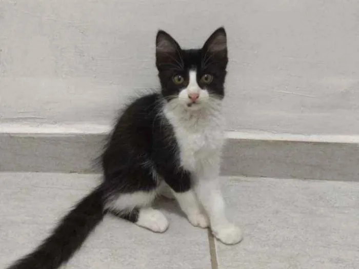 Gato raça SRD idade Abaixo de 2 meses nome Boleto