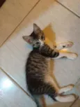 Hugo