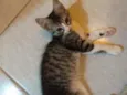 Hugo