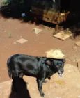 Cachorrinha Preta