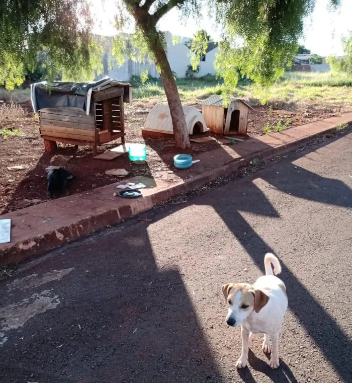 Cachorro ra a SRD-ViraLata idade 3 anos nome Branca e Preta
