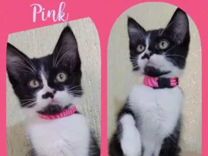 Gato raça Srd idade 2 a 6 meses nome Pink