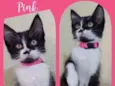 Gato raça Srd idade 2 a 6 meses nome Pink
