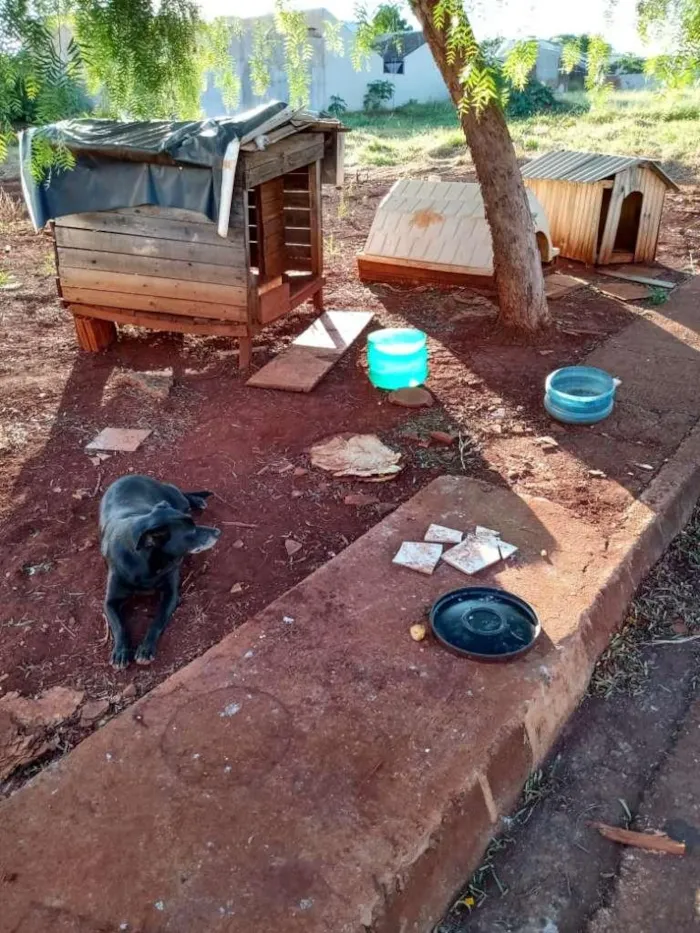 Cachorro ra a SRD-ViraLata idade 3 anos nome Branca e Preta