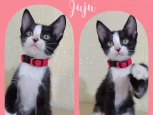 Gato raça Srd idade 2 a 6 meses nome Juju