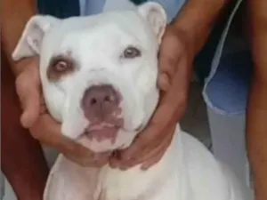 Cachorro raça Pitbull  idade 2 anos nome Manu