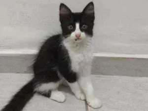 Gato raça SRD idade Abaixo de 2 meses nome Boleto
