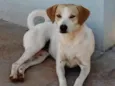 Cachorrinha Branca