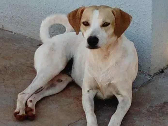 Cachorro ra a SRD-ViraLata idade 3 anos nome Cachorrinha Branca