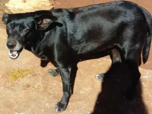 Cachorro raça SRD-ViraLata idade 3 anos nome Cachorrinha Preta