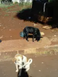 Branca e Preta