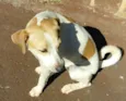 Cachorrinha Branca