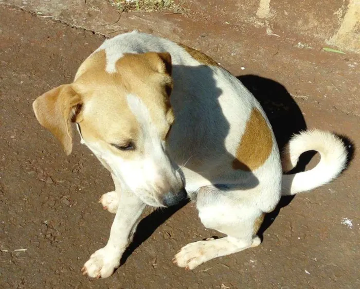 Cachorro ra a SRD-ViraLata idade 3 anos nome Cachorrinha Branca