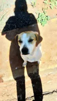 Cachorrinha Branca