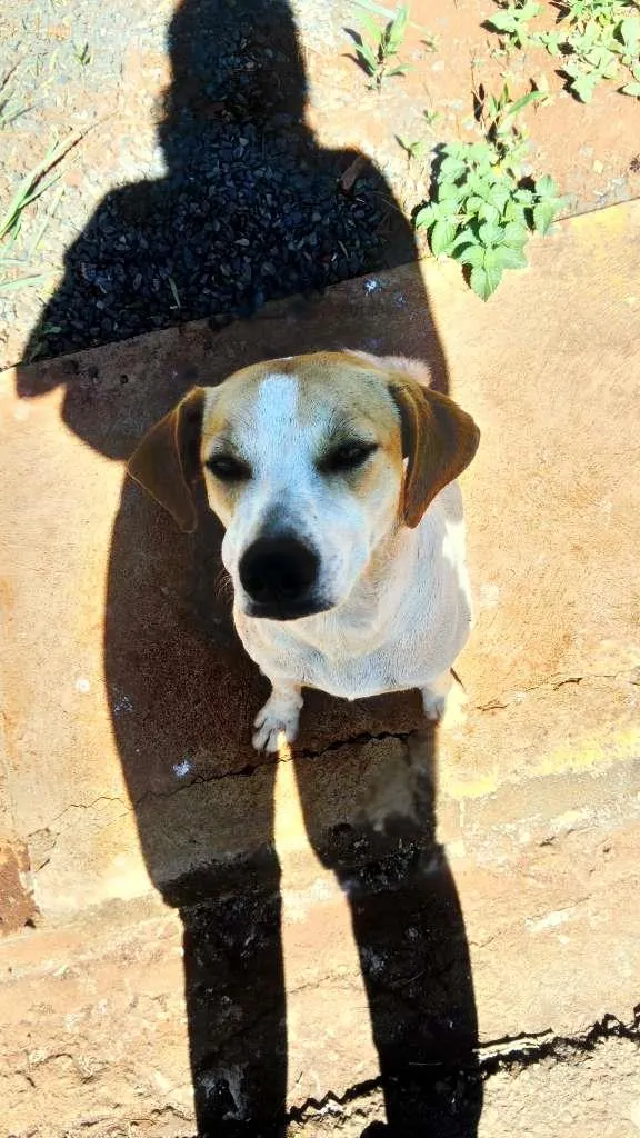 Cachorro ra a SRD-ViraLata idade 3 anos nome Cachorrinha Branca