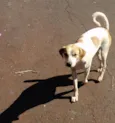 Cachorrinha Branca