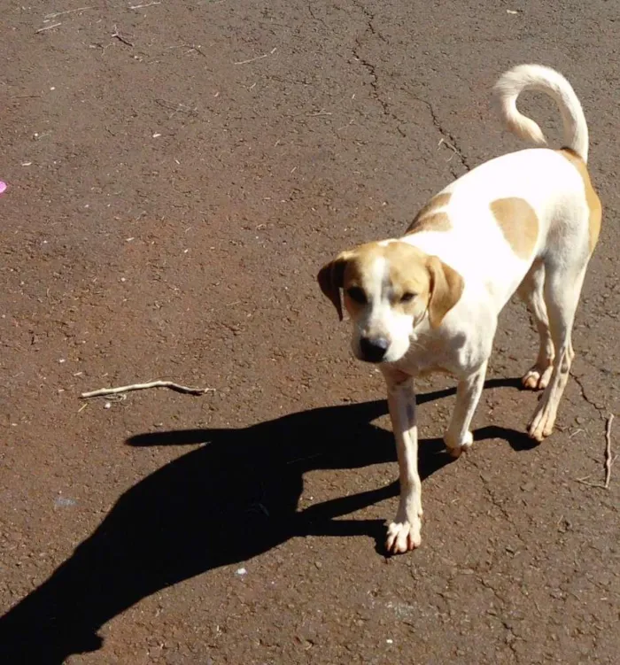 Cachorro ra a SRD-ViraLata idade 3 anos nome Cachorrinha Branca