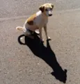 Cachorrinha Branca