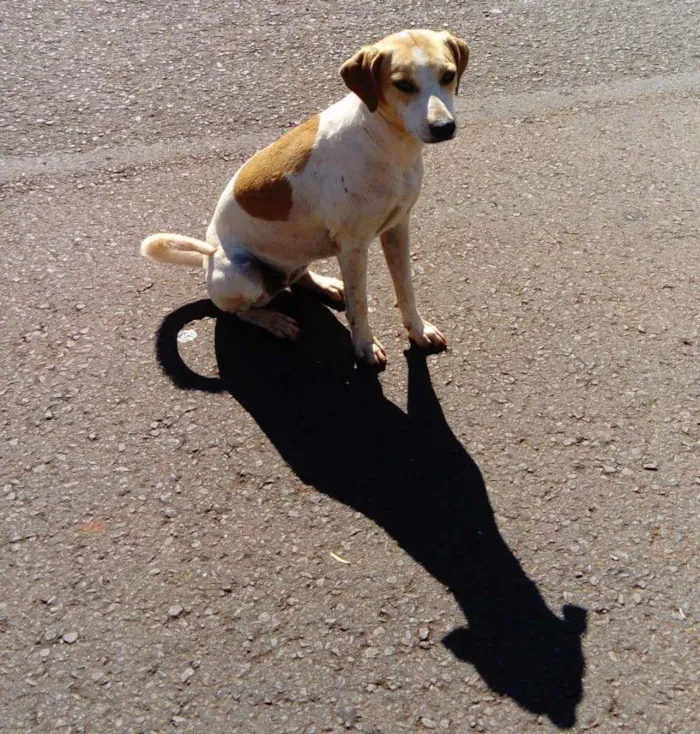 Cachorro ra a SRD-ViraLata idade 3 anos nome Cachorrinha Branca