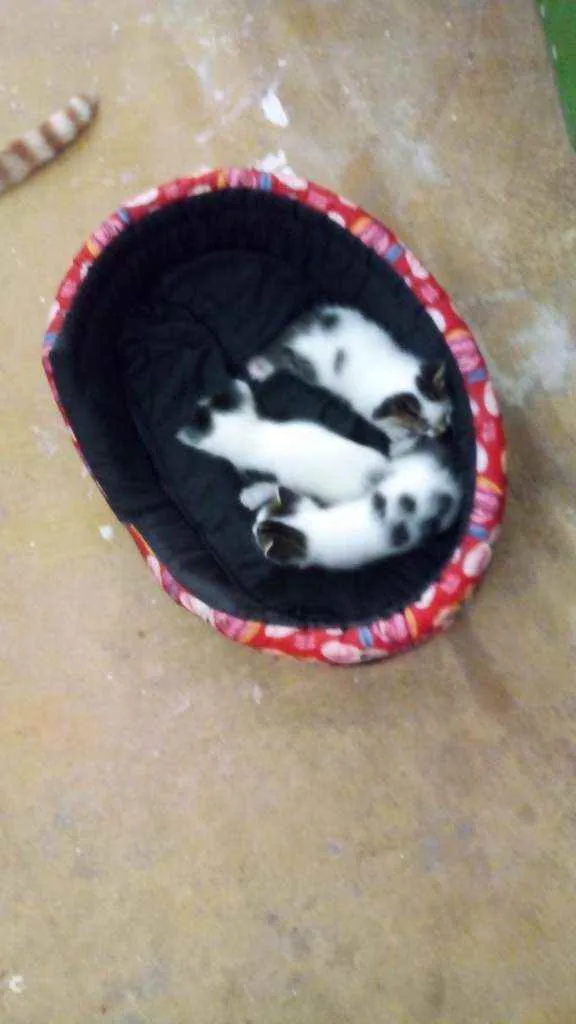 Gato raça Não tem idade 2 a 6 meses nome Ainda não tem