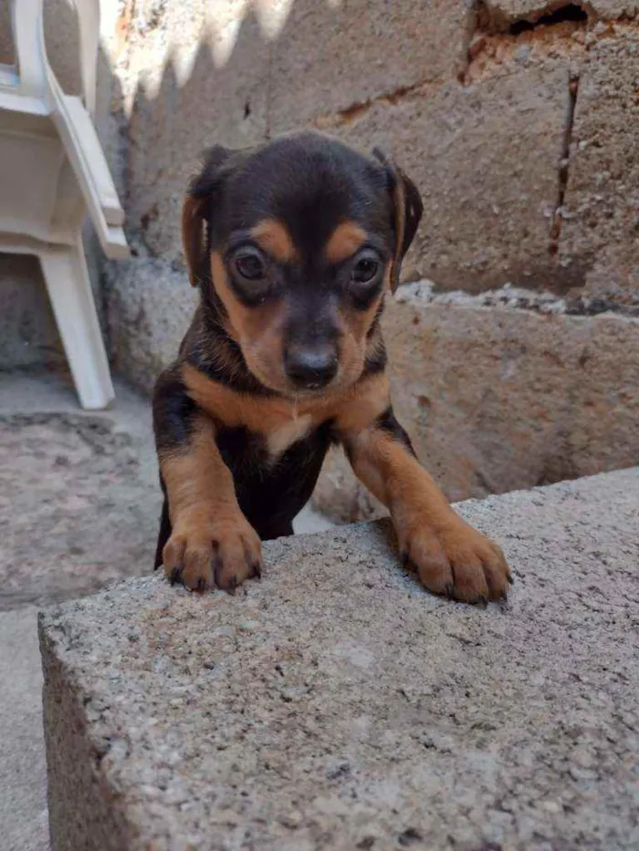 Cachorro ra a Sem raça idade Abaixo de 2 meses nome Jujuba