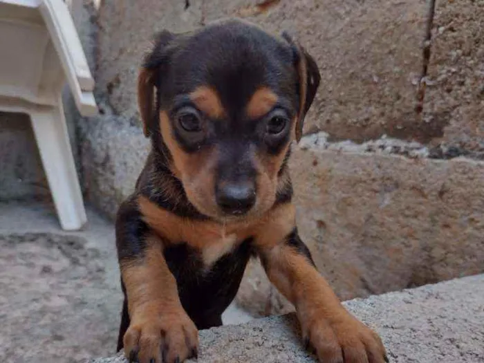 Cachorro ra a Sem raça idade Abaixo de 2 meses nome Jujuba