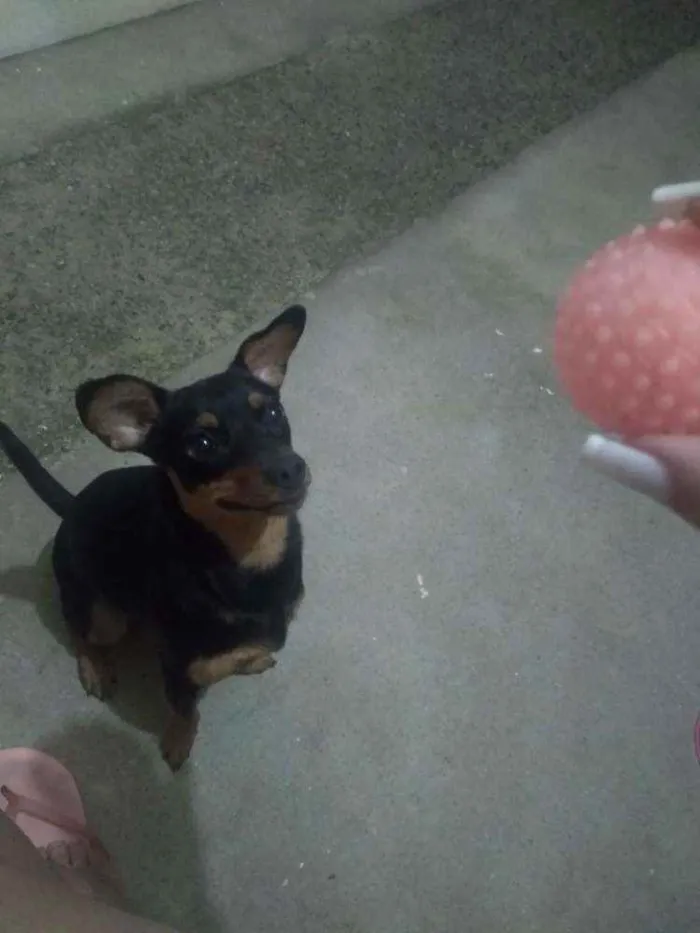 Cachorro ra a Pincher idade 1 ano nome Mel