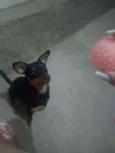Mel