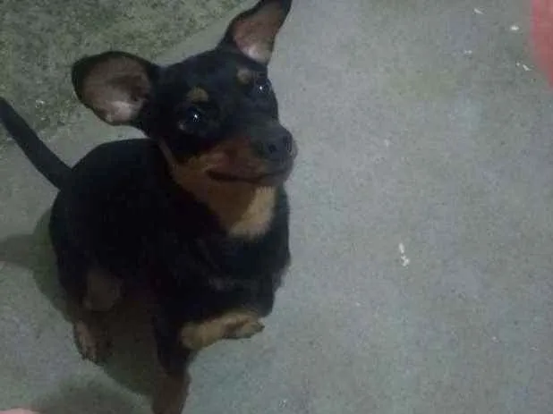 Cachorro ra a Pincher idade 1 ano nome Mel