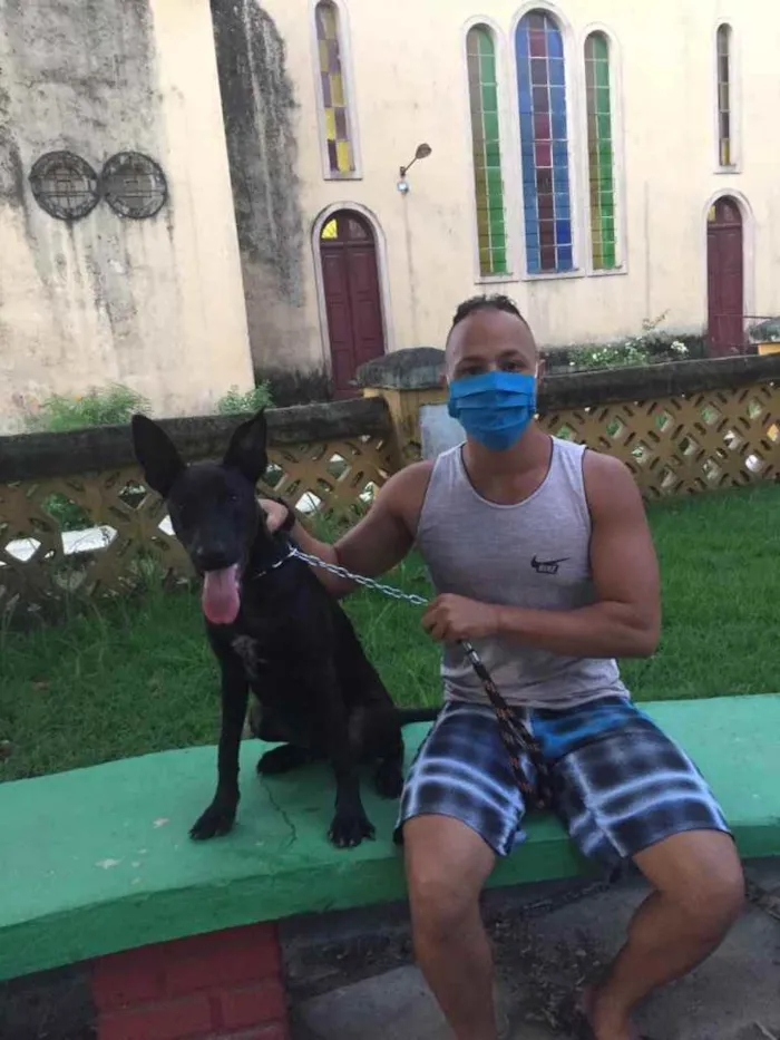 Cachorro ra a Mestiço pastor alemão/ pitbull idade 1 ano nome Daymon