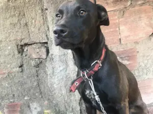 Cachorro raça Mestiço pastor alemão/ pitbull idade 1 ano nome Daymon