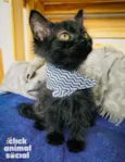 SALEM