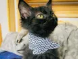 SALEM