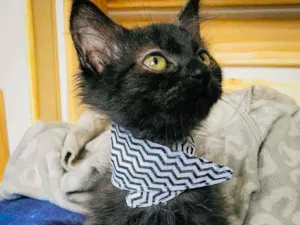 Gato raça SRD ( SEM RAÇÁ DEFINIDA) idade Abaixo de 2 meses nome SALEM