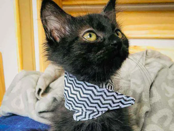 Gato ra a SRD ( SEM RAÇÁ DEFINIDA) idade Abaixo de 2 meses nome SALEM