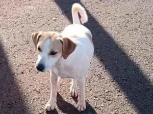 Cachorro raça SRD-ViraLata idade 3 anos nome Branca e Preta