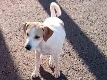 Cachorro ra a SRD-ViraLata idade 3 anos nome Branca e Preta